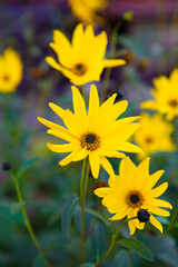 The yellow flowers buds close-up