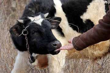 Young bull licking the farmer hand. White-black goby on a pasture