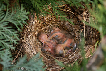 Jungvögel im Nest