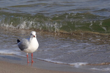 seagull on the beach