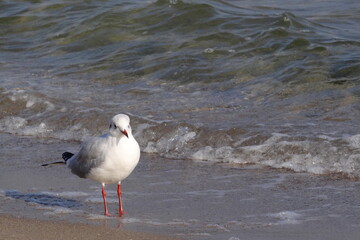 seagull on the beach
