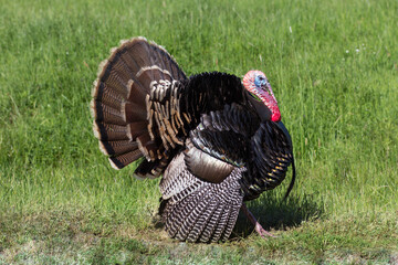 Eastern Wild Turkey male ( Meleagris gallopavo) in full strutting display walking through a grass meadow 