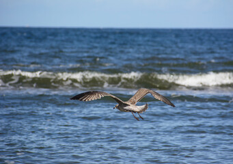 herring gull at the Baltic Sea in Poland