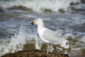 herring gull at the Baltic Sea in Poland