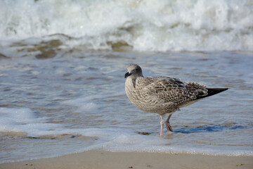 herring gull at the Baltic Sea in Poland