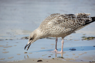 herring gull at the Baltic Sea in Poland