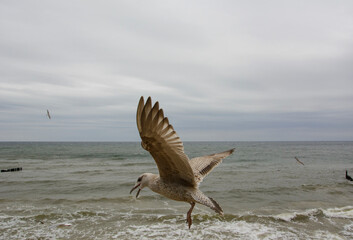 herring gull at the Baltic Sea in Poland