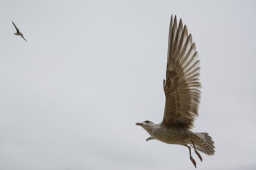 herring gull in flight (Baltic Sea, Poland)