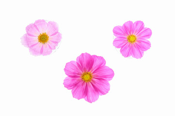 白バックにコスモスのアレンジ