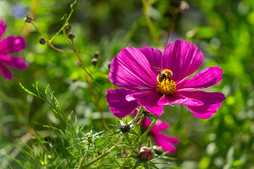 Bee on bright magenta cosmos flower in garden in autumn