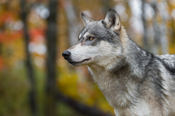 Grey Wolf (Canis lupus) Looks Up and Left Against Autumn Colors