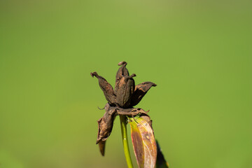 Close up of spider on brown dying flower evoking death and decadence