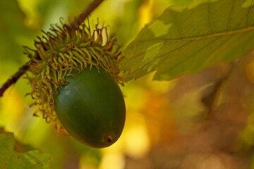 acorns on the tree