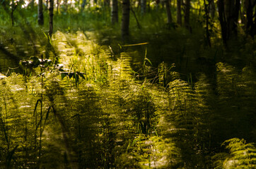 Fototapeta na wymiar birch trees in dense thickets of fern.
