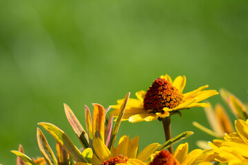 side view of yellow and brown coneflower on green blurred background