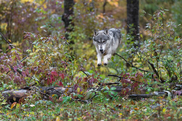 Grey Wolf (Canis lupus) Airborne Over Log Autumn
