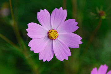 Obraz premium コスモス