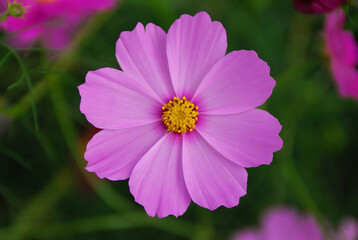 Fototapeta premium コスモス