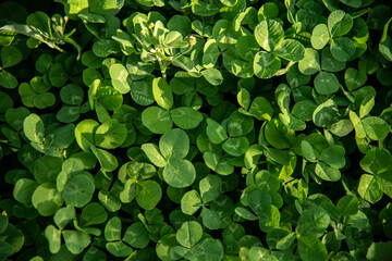 Green clover grass background Wallpaper