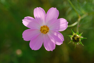 Obraz premium コスモス