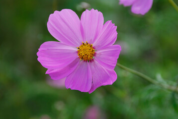 Obraz premium コスモス