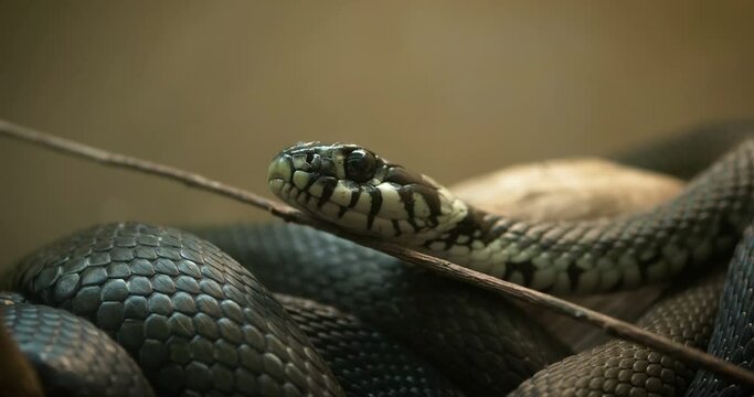 Gray Ratsnake In His Terrarium.