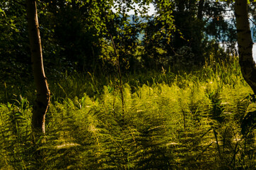 birch trees in dense thickets of fern.