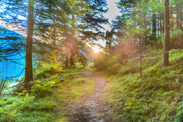 Path in green pine forest and mountains with shining sunset sun rays 