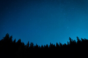 Forest and pine trees landscape under blue dark night sky with many stars, milky way cosmos...