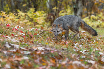Grey Fox (Urocyon cinereoargenteus) Stalks Forward in Drizzle Autumn