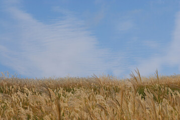 ススキと青空