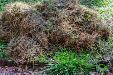 Pile of pine needles on the grass close up