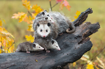 Virginia Opossum (Didelphis virginiana) Looks Out and Joeys Look Right on Log Autumn