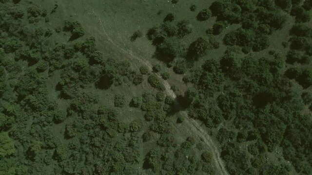 Top down view mixed forest, woodland aerial.