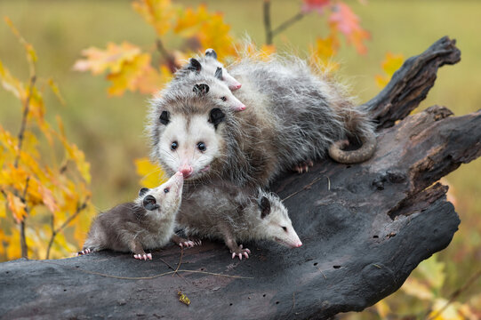 Virginia Opossum (Didelphis virginiana) Joey Touches Mother on Nose Autumn