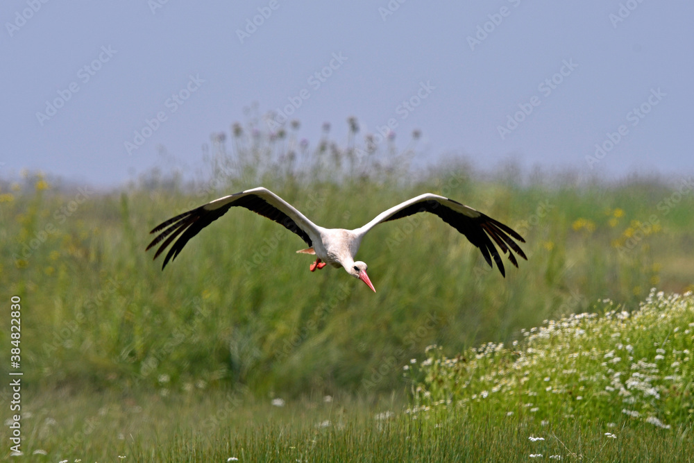 Poster flying White stork // fliegender Weißstorch (Ciconia ciconia)