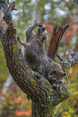 Obraz premium Raccoons (Procyon lotor) in Tree Top One Paw to Mouth Autumn