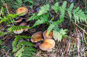 Mushrooms in the grass, covered with fern branches