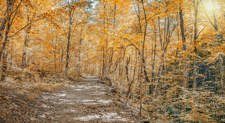 Autumn forest, the road through the autumn forest in the Great Crimean Canyon