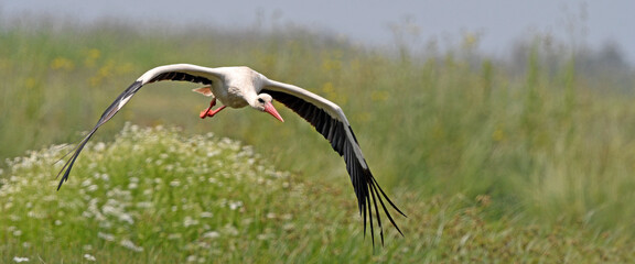flying White stork // fliegender Weißstorch (Ciconia ciconia)