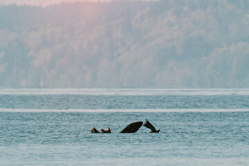 Wide angle view of sea lions in Puget Sound near Seattle