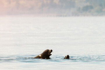 Closeup portrait of a California Sea Lion surfacing in Puget Sound