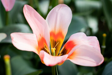 Fototapeta premium pink tulip flower