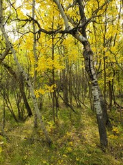 Obraz premium Golden yellow leaves covering birch trees on a beautiful autumn day in Assiniboine Forest, Winnipeg, Manitoba, Canada