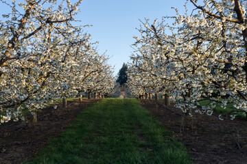 Blooming pear trees in spring in farm orchard in Hood River, Oregon