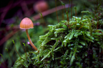 Mushroom and moss in the autumn forest close-up