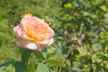 Lush garden with pretty rose wilting on its branch