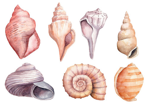 Collection of hand painted watercolor sea shells