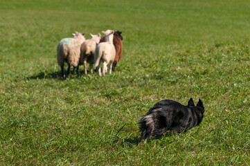 Obraz premium Sheep Dog Follows Four Sheep (Ovis aries)
