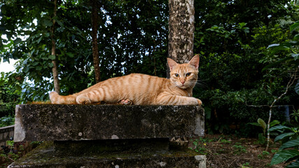 lying cat on the wall

